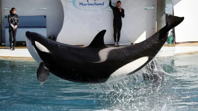 कीलर व्हेल