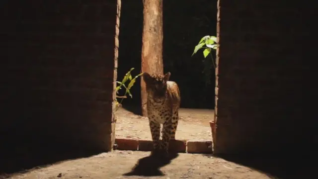 मुंबई के तेंदुए