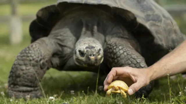 Albino tortoise with its mother
