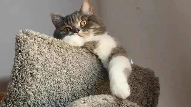 گربه