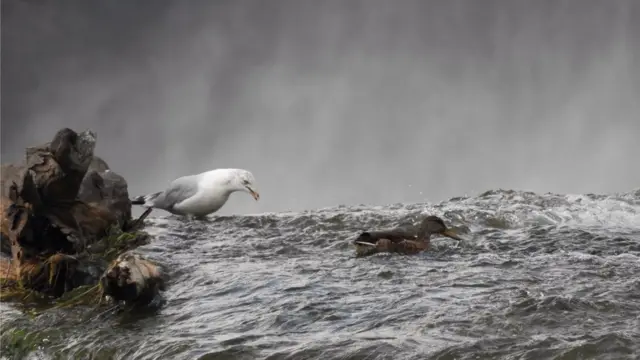 Aves al borde de las cataratas del Niágara