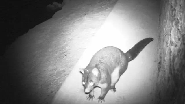 Другие животные также пользуются экодуками