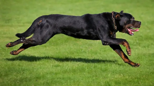 Rotweiler