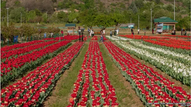 ट्यूलिप गार्डन