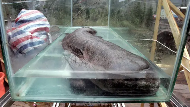 Salamandra gigante china