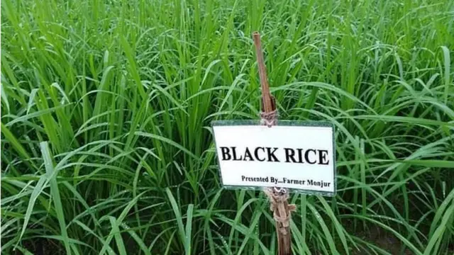 মনজুর হোসেন সাতটি জাতের কালো চালের ধান চাষ করছেন।