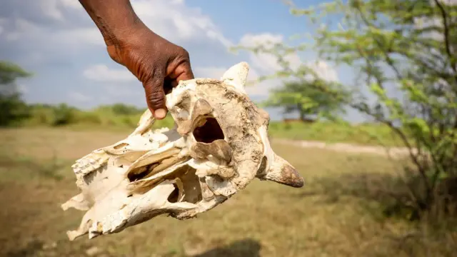 हड्डियां