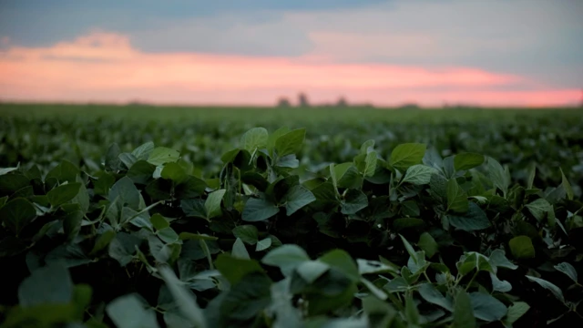 Campo de soja en Argentina