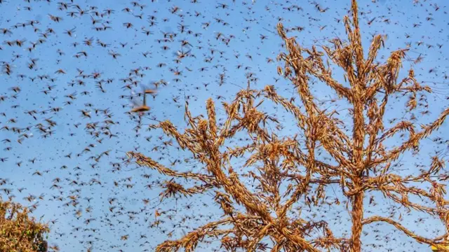 வெட்டுக்கிளிகள்