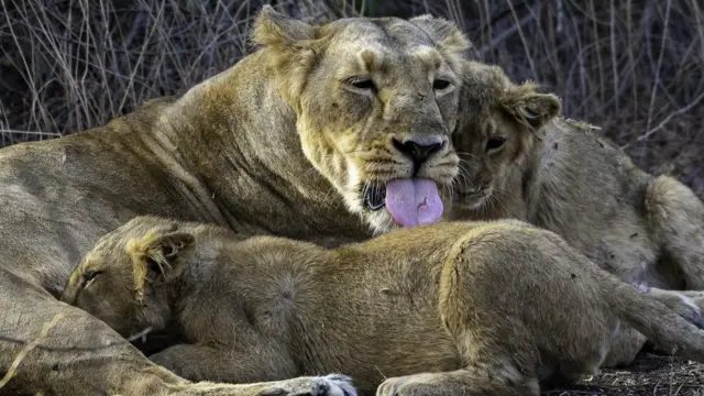 ஆசிய சிங்கம்