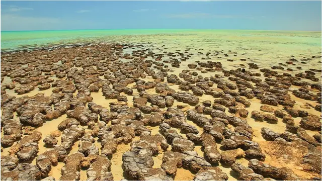 Stromatolites