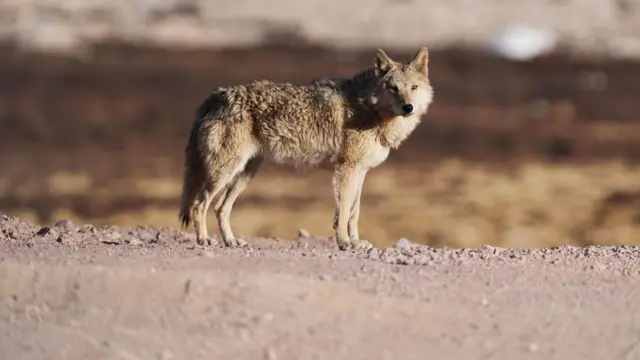 भेड़िया