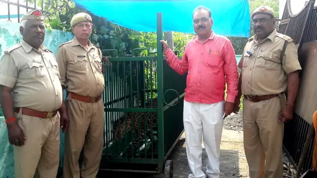 cheeta india wildlife leapord