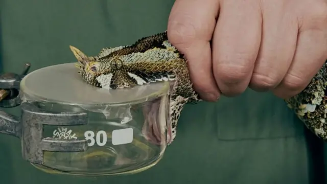 विष सङ्कलन