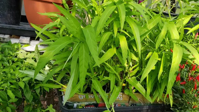 ผักบุ้ง