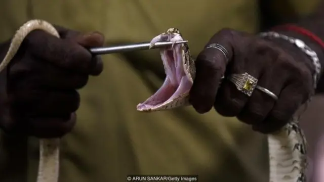 सांप का ज़हर निकालते हुए