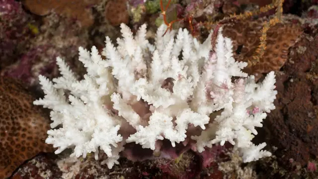 백화 현상으로 황폐해진 산호초