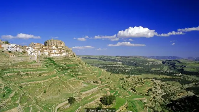 西班牙卡斯特利翁省拥有生长了 2,000 年的橄榄树