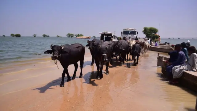 جانور سیلاب