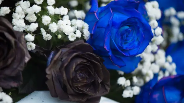 Blue Rose