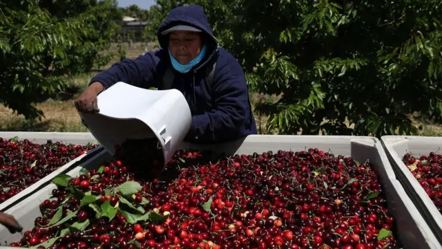 美国樱桃