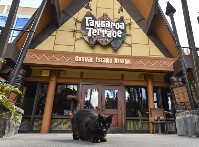 семи, мачак из дизниленда