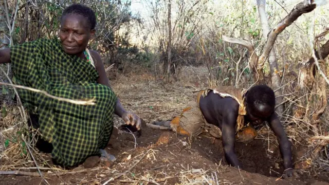 Суспільство мисливців-збирачів