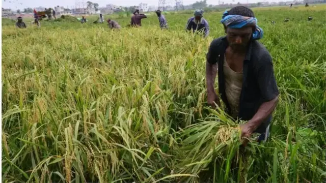 ইতোমধ্যে ছয়শ একর জমির ধান তোলা হয়েছে বলে কর্মকর্তা জানিয়েছেন। (ফাইল ছবি)