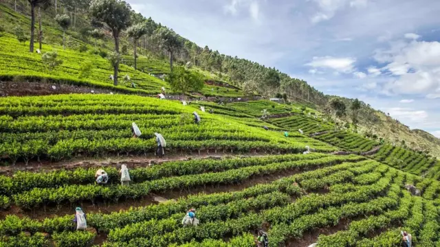 Isso vade diperkirakan berasal dari Sri Lanka Hill Country.