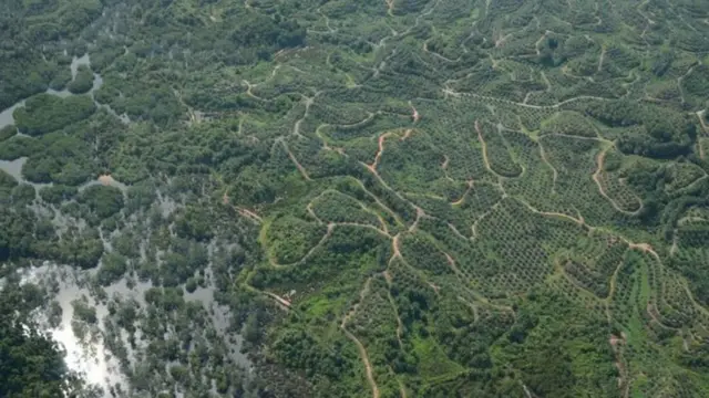 Природне середовище проживання орангутангів фрагментують шляхи та плантації