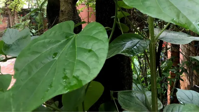 गुर्जोको वैज्ञानिक नाम टिनोस्पोरा कोर्डिफोलिया हो