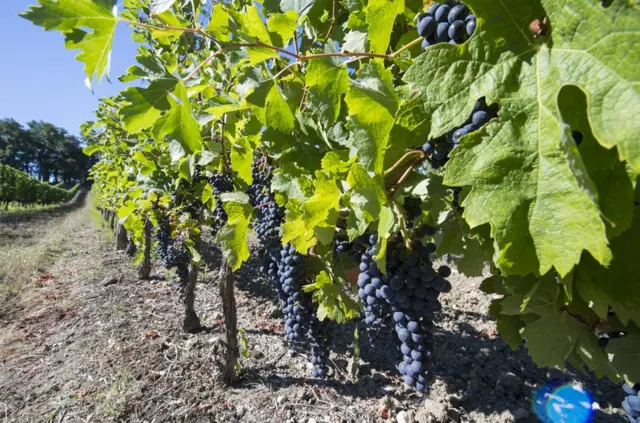 即便自然地质真的会影响葡萄酒的口感，可绝大多数的葡萄园都有大量的人工因素介入，以至于这种关联可能并无根基。