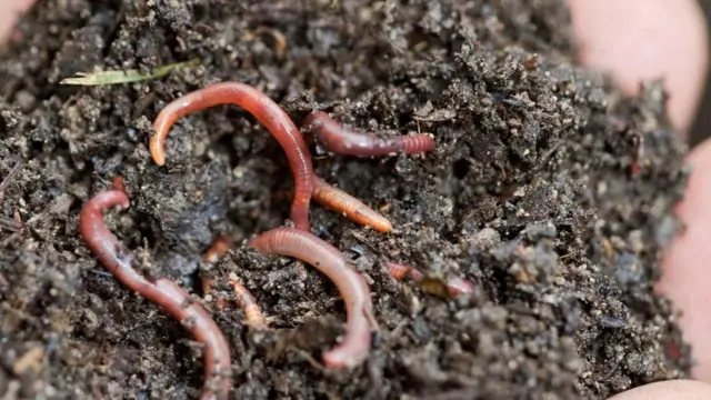 মাটির নীচে বিশেষ যে প্রাণীটি তৎপর তা হলো - কেঁচো। বিজ্ঞানী চার্লস ডারউইন কেঁচো নিয়ে একটাই বিস্ময় বোধ করতেন যে তিনি বলেছিলেন, “এই বিশ্বের ইতিহাসে কেঁচোর মত আর কোনো প্রাণী এত গুরুত্বপূর্ণ ভূমিকা রেখেছে বলে মনে হয়না।“