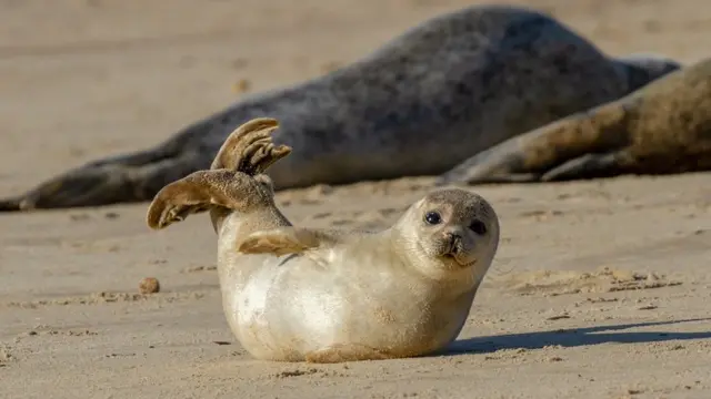 Uma foca filhote na areia no Reino Unido