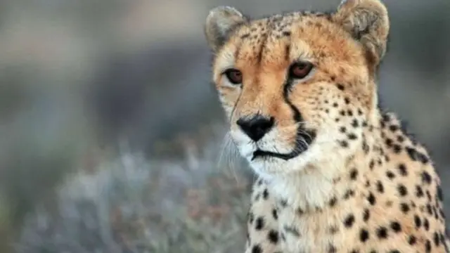 சிவிங்கிப்புலி