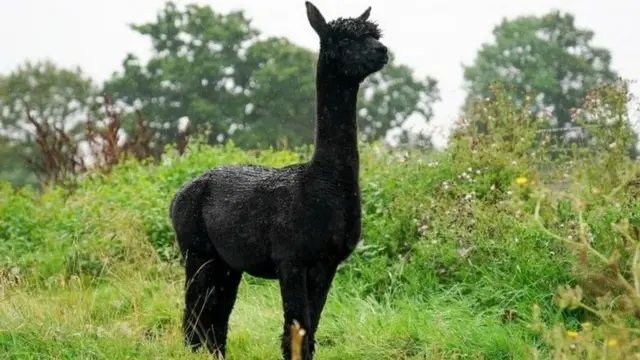 Альпака Джеронимо
