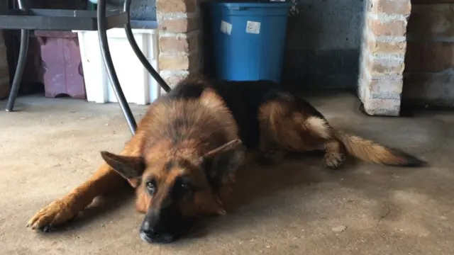 Немачки овчар по имену Хектор, љубимац покојног Џенана Мемића.