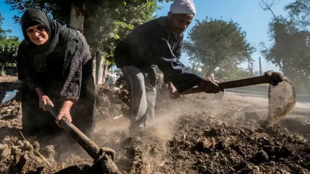 Middle-aged Egyptian farmers Zannuba Mohammed and her husband Karam Shaaban work in their farm in the village of Baharmis, which gets its irrigation water from a canal, supplied by the Nile river on the outskirts of Egypt's Giza province, northwest of the capital Cairo, on December 1, 2019