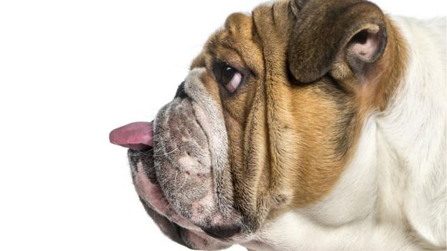 The Selective Breeding of English Bulldogs Has Led to a Lot of
