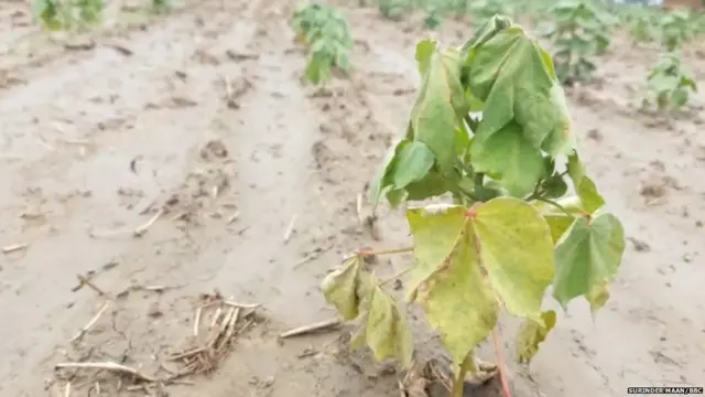 ਨਰਮਾ ਪੱਟੀ