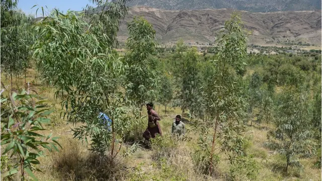 پاکستان درخت