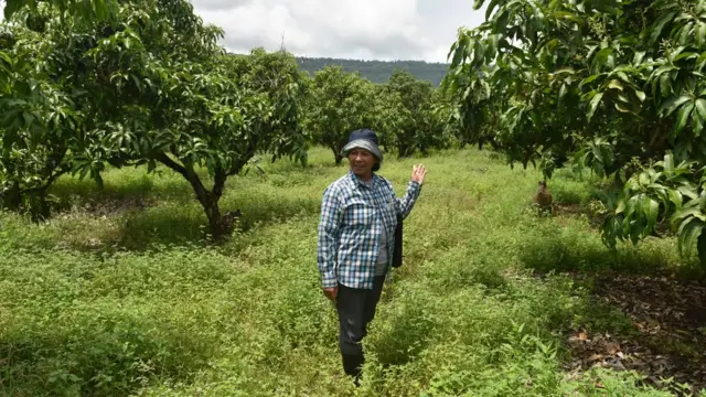 ชาลี จันเมือง ยืนอยู่ในสวนมะม่วง