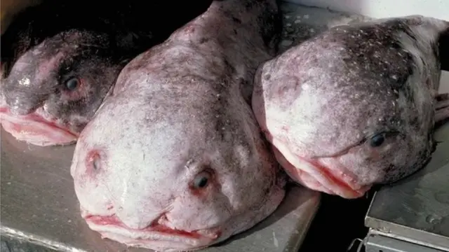 Telefoningiz uchun lesbian porno video