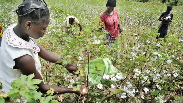Wakulima wakivuna pamba Burkina Faso
