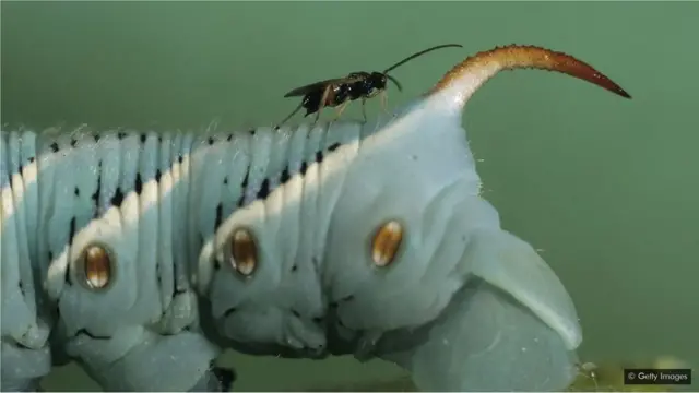 మిల్లీ మీటర్ పురుగు