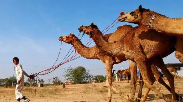 नागौर में ऊँटों के साथ एक लड़का