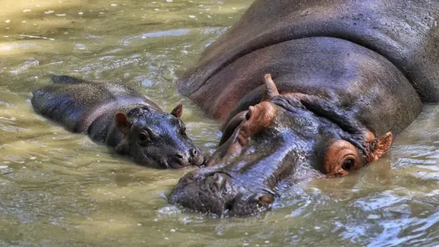 விலங்குகள் கொரோனா