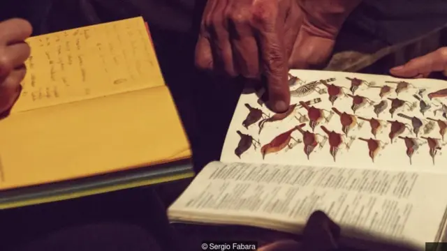 Un libro de pájaros