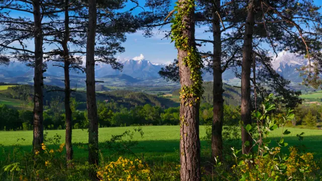Un grupo de pinos con montaña al fondo.