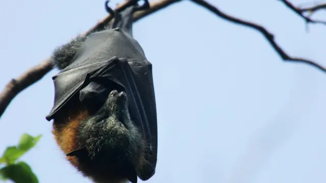 மரத்தில் தொங்கும் வௌவால்